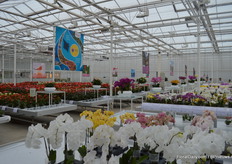 Like every year, Anthura has an alley where they put a selection of their varieties in the spotlight.q